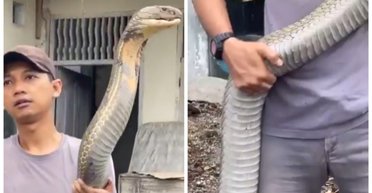 Мужчина укротил гигантскую королевскую кобру: ее размеры впечатляют (видео)