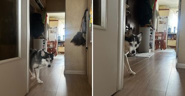 Пара взяла хаски из приюта: они не могут привыкнуть к тому, что любимец делает каждую ночь (фото)