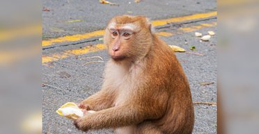 Неожиданный участник движения: обезьяна на скоростной автостраде устроила курьезное ДТП (видео)