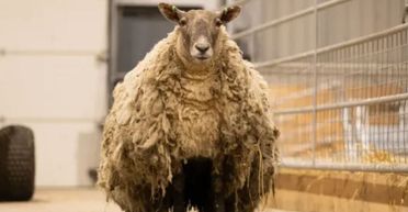 Вівця після двох років життя у тотальній самотності здивувала фермера (фото)