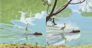 Птица проплыла реку верхом на капибаре: свидетель событий не поверил в увиденное (видео)