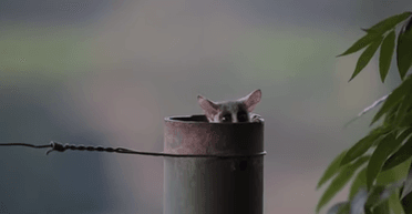 В Южной Африке сняли детенышей редкого примата, которые потешили пользователей сети (фото, видео)