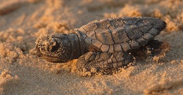 Самые крохотные черепахи в мире больше не могут жить в океане: там стало слишком шумно