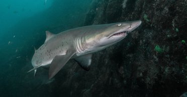 Чоловік купив живу акулу і випустив її в океан, щоб вона "зустрілася з батьками"