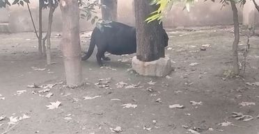 "Найбільша" в світі пантера дивує габаритами: ходять чутки, що вона зʼїла людину (фото)