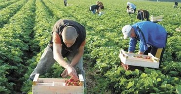 Рынок порешает. Зачем Юрий Витренко отправляет украинских шахтеров на польские плантации