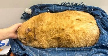 "Найтовстіший в світі" бездомний кіт сів на дієту, щоб знову навчитися ходити (фото)