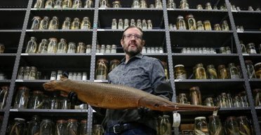 Редчайшая акула в мире прячется в бункере времен Второй мировой: другую такую не встретишь на Земле