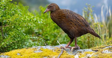 Участник реалити-шоу в Новой Зеландии съел вымирающую птицу