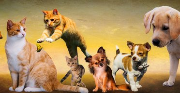 С питомцем за границу: все, что нужно знать о перевозке животных