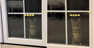 Женщина вышла из дома сама: она не была готова к реакции кошки на поступок (фото)