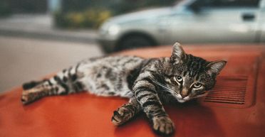 Чоловік побачив на капоті своєї машини вм'ятину в формі кота: поруч лежала записка (фото)