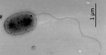 На МКС обнаружены неизвестные науке микробы