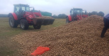 150 тонн картоплі зникли за ніч: як неправдива публікація в мережі позбавила фермера врожаю