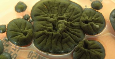 На стінах однієї з найрадіоактивніших будівель Землі знайдено дивне життя: живиться випромінюванням