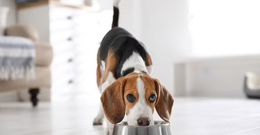 Мʼясо, птиця, чи риба: як вибрати найкращий корм для здоровʼя собаки, — експерти