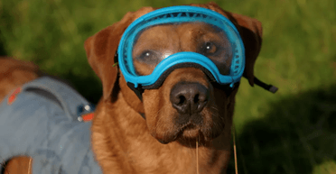 Пес-щуролов рятує від гризунів ірландський острів: деталі від BBC