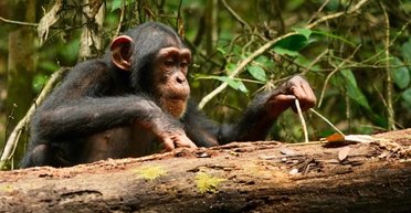 Основи медицини люди підгледіли у тварин: пішли тисячоліття, щоб зібрати їхні знання