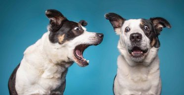 Подумайте перед тем, как ее заводить: топ самых громких пород собак, которые любят лаять (фото)