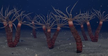 Медуза Горгона мешкала на Землі 450 млн років тому: який вигляд мав древній предок медузи (фото)