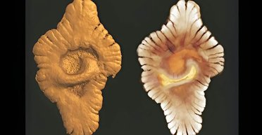 Тварини були не першим складним життям на Землі: хтось жив до них на 1,5 млрд років раніше