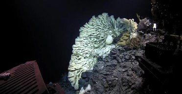 Найдовгоживучіші тварини на Землі живуть уже 2300 років (фото)