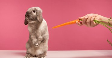 Рік Чорного Водяного Кролика. Як знайти кохання та удачу у 2023