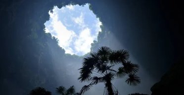 У Китаї під землею росте "небесний" ліс: рослини в ньому, як з іншої планети