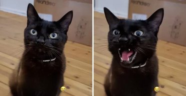 Владельцы привели домой котенка: реакция кошки на нового любимца вызвала смех в сети (фото)