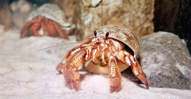 "Услышали шелест": полиция в Японии обнаружила тысячи раков-отшельников в нескольких чемоданах иностранцев