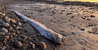 "Трапиться щось погане": викинута на берег рідкісна риба налякала людей (фото)