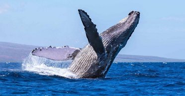 Переплыл три океана ради пары: самец кита установил рекорд (фото)