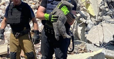 В Мирнограде достали из-под завалов кота, который спас от смерти хозяйку