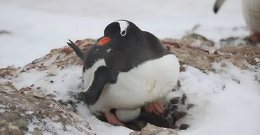 Первые яйца пингвинов и полный штиль: полярники показали чудо природы возле "Вернадского" (фото)