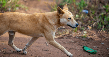 "Зробив три заходи": в Австралії "розумний дінго" пограбував човен, вкравши сумку і закуски (відео)