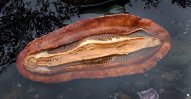 Морская диковинка. Ученые обнаружили у причудливого моллюска зубы, содержащие редкий минерал (фото, видео)