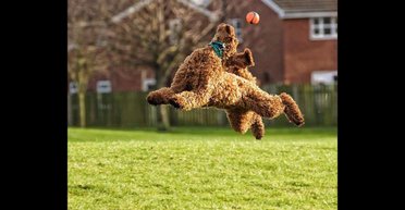 Ни одного кусочка с чужой тарелки: простые правила, которые научат собаку уважать своего хозяина