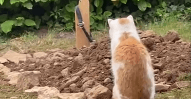 Кіт сумував за псом біля його могили і помер сам: історія, що зворушила мільйони (фото)