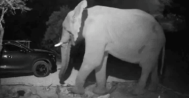 Справжнє сафарі: подружжя помітило на задньому дворі слона і жирафа (фото)