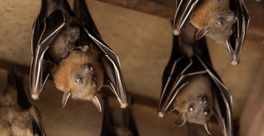 Подали до суду: на жінок в орендованому будинку напали "скажені" кажани (фото)