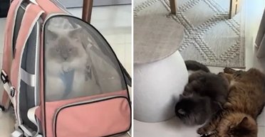 Женщина принесла домой любимца своего друга: реакция котов покорила сеть (фото)