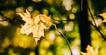 В Украину возвращается лето: прогноз погоды на пятницу и выходные