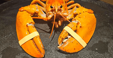 З обідньої тарілки в акваріум: співробітники ресторану помітили рідкісного помаранчевого лобстера