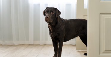 Реакция собаки, когда домой пришел "не тот человек", рассмешила интернет до слез (видео)