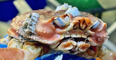 Голливудская улыбка. Фотограф запечатлел краба с "человеческими" зубами (фото)