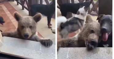 Мужчина кормил своих собак, когда заметил неожиданного "нахлебника" среди них (видео)