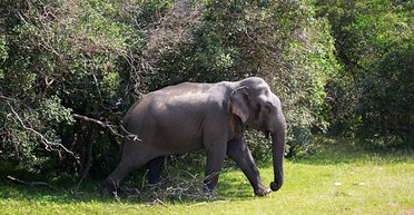 На дальний кордон. Где на Шри-Ланке найти диких опасных животных (фото)