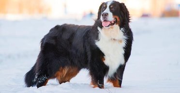 Хозяева подумали, что пес сбежал: вместо этого он привел их к неожиданной находке (видео)