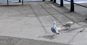 На чаек нужно кричать: ученые нашли слабину у надоедливых птиц