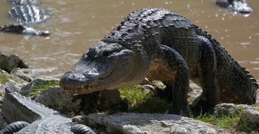 Вместо сторожевой собаки: в Британии аллигатор охранял наркотики и оружие (фото)